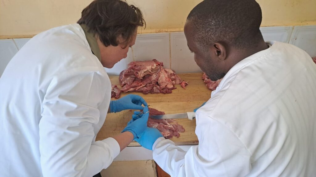 Researchers examine the pork for cysticerci, the larval form of Taenia solium.