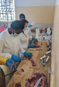Researchers examine pork for signs of cysticercosis (larval Taenia solium).