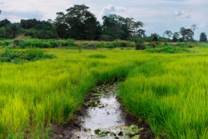 The Zaguieta Region of Côte d’Ivoire characterized by rivers and swamps